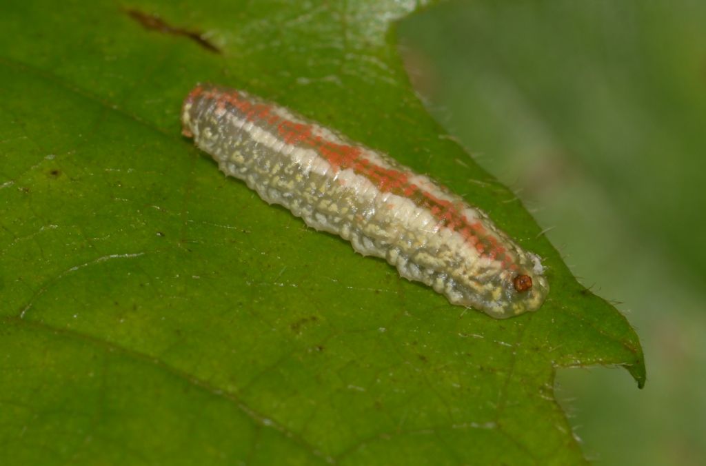 Larva da id.